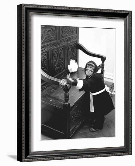 A Chimpanzee brushing up on the housework-Staff-Framed Photographic Print