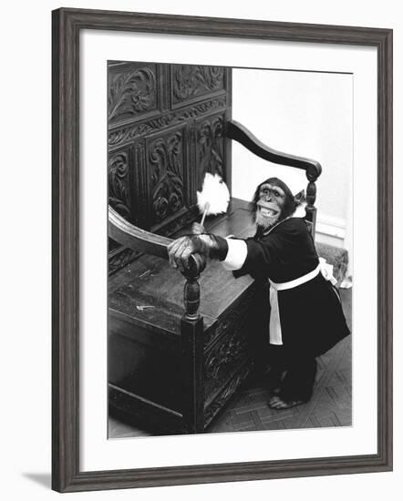 A Chimpanzee brushing up on the housework-Staff-Framed Photographic Print