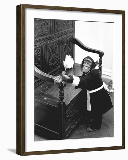 A Chimpanzee brushing up on the housework-Staff-Framed Photographic Print