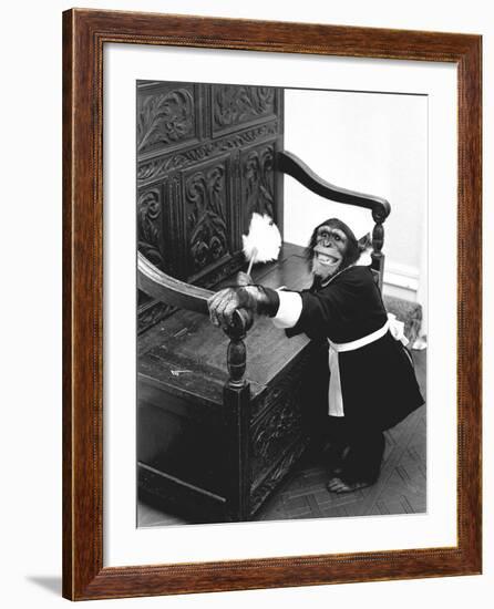 A Chimpanzee brushing up on the housework-Staff-Framed Photographic Print