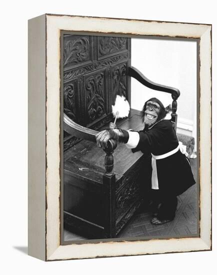 A Chimpanzee brushing up on the housework-Staff-Framed Premier Image Canvas