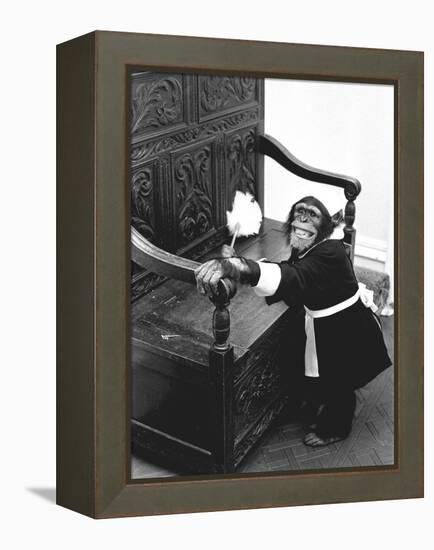 A Chimpanzee brushing up on the housework-Staff-Framed Premier Image Canvas