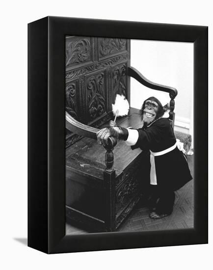 A Chimpanzee brushing up on the housework-Staff-Framed Premier Image Canvas