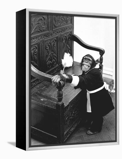 A Chimpanzee brushing up on the housework-Staff-Framed Premier Image Canvas