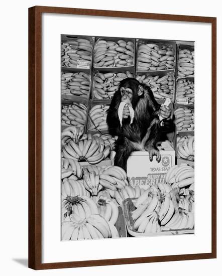 A Chimpanzee in Paradise-Staff-Framed Photographic Print