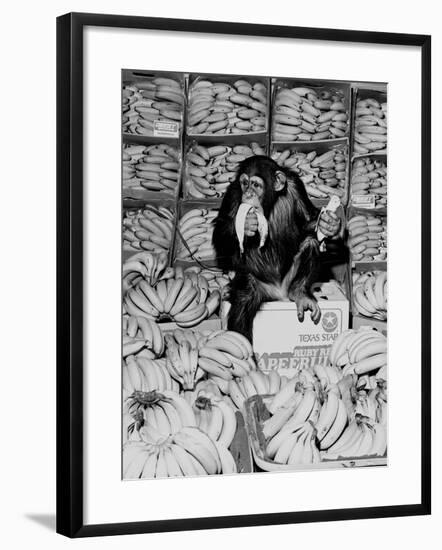 A Chimpanzee in Paradise-Staff-Framed Photographic Print