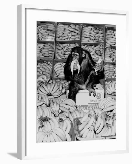 A Chimpanzee in Paradise-Staff-Framed Photographic Print