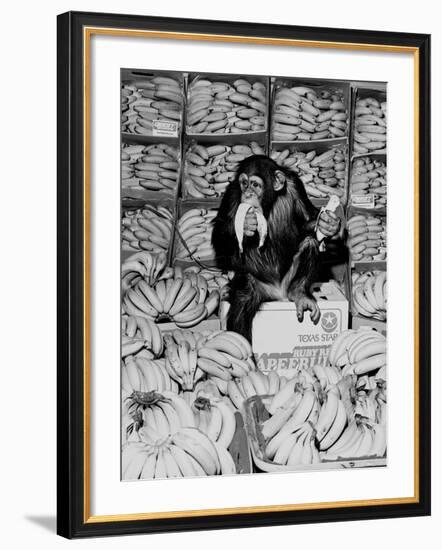 A Chimpanzee in Paradise-Staff-Framed Photographic Print