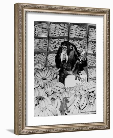 A Chimpanzee in Paradise-Staff-Framed Photographic Print