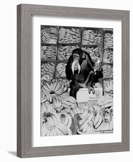 A Chimpanzee in Paradise-Staff-Framed Photographic Print