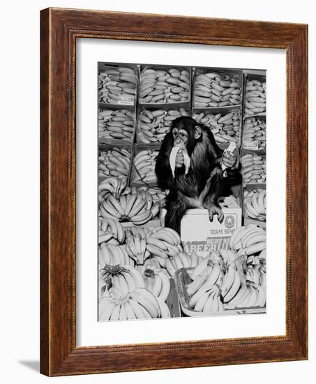 A Chimpanzee in Paradise-Staff-Framed Photographic Print