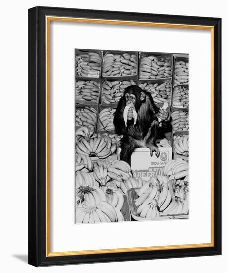 A Chimpanzee in Paradise-Staff-Framed Photographic Print