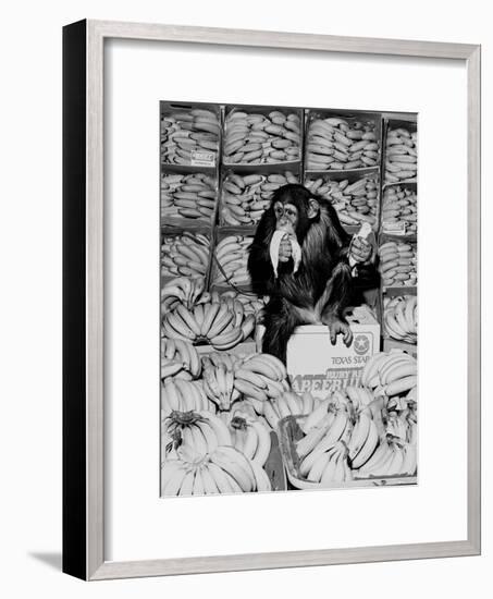 A Chimpanzee in Paradise-Staff-Framed Photographic Print