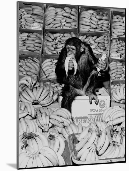 A Chimpanzee in Paradise-Staff-Mounted Photographic Print
