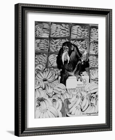 A Chimpanzee in Paradise-Staff-Framed Photographic Print