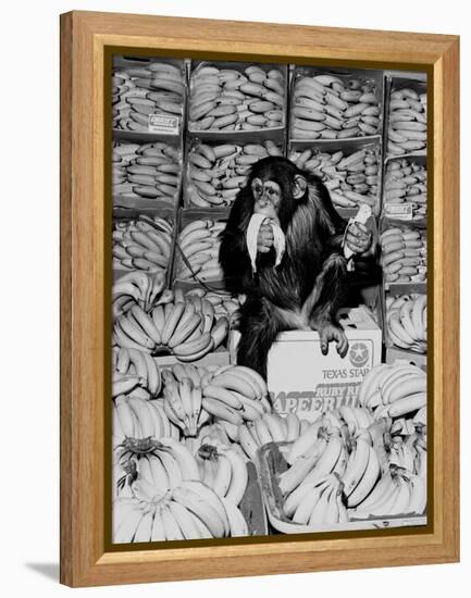 A Chimpanzee in Paradise-Staff-Framed Premier Image Canvas