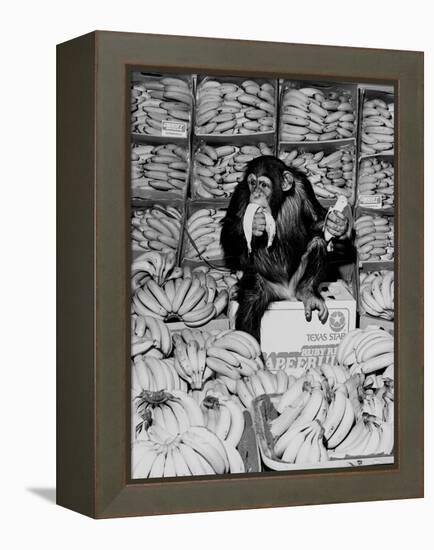 A Chimpanzee in Paradise-Staff-Framed Premier Image Canvas