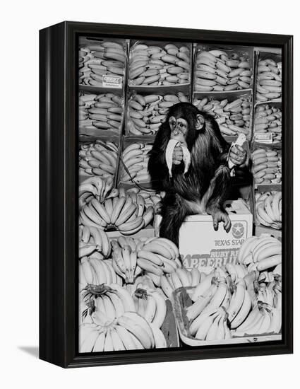 A Chimpanzee in Paradise-Staff-Framed Premier Image Canvas