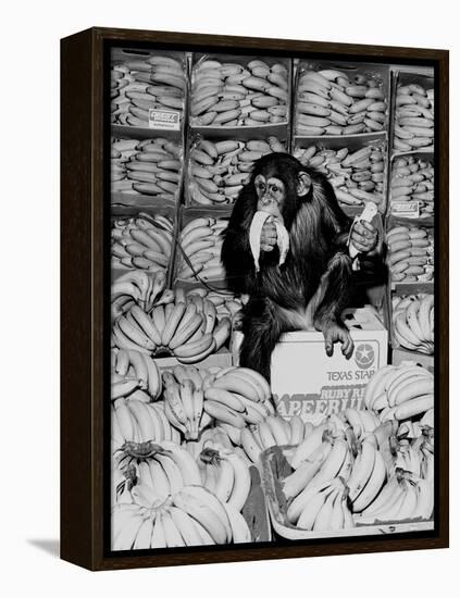 A Chimpanzee in Paradise-Staff-Framed Premier Image Canvas