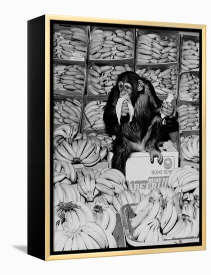 A Chimpanzee in Paradise-Staff-Framed Premier Image Canvas