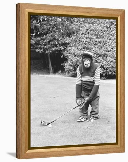 A Chimpanzee playing a round of golf-Staff-Framed Premier Image Canvas
