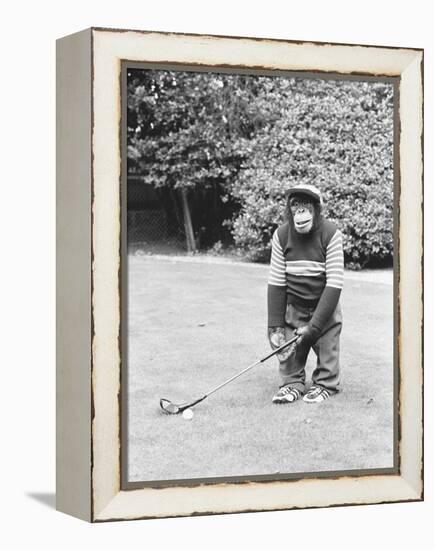 A Chimpanzee playing a round of golf-Staff-Framed Premier Image Canvas