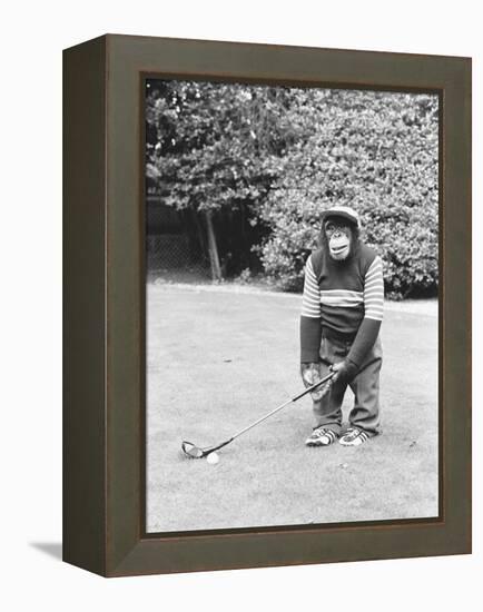 A Chimpanzee playing a round of golf-Staff-Framed Premier Image Canvas