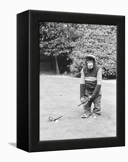 A Chimpanzee playing a round of golf-Staff-Framed Premier Image Canvas