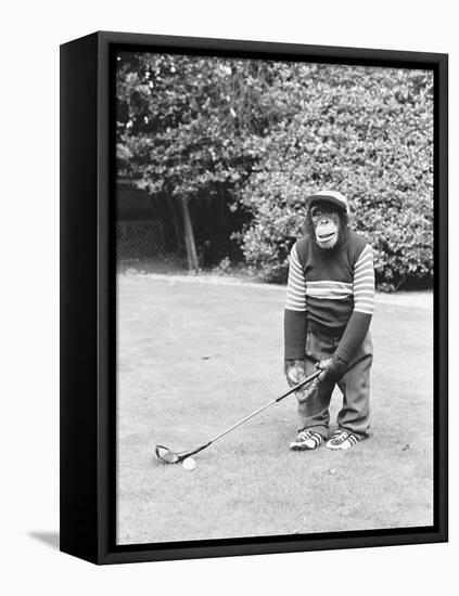 A Chimpanzee playing a round of golf-Staff-Framed Premier Image Canvas