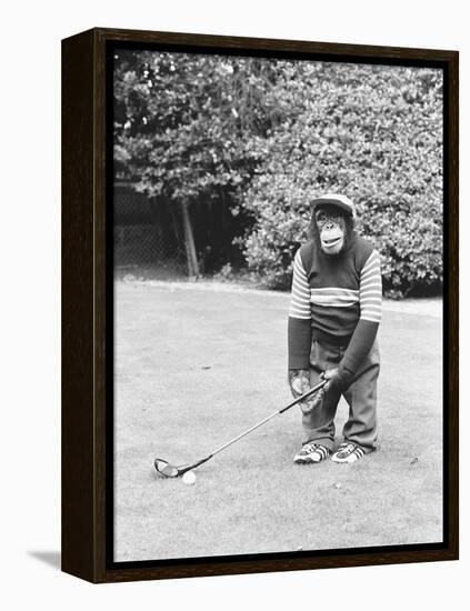A Chimpanzee playing a round of golf-Staff-Framed Premier Image Canvas
