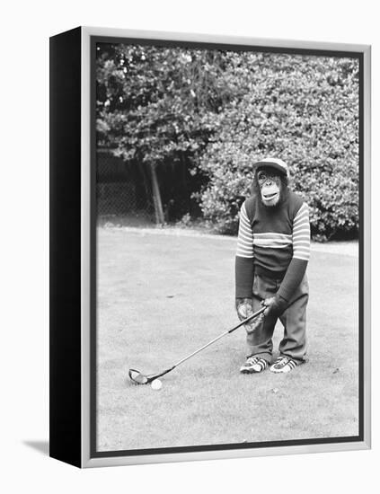 A Chimpanzee playing a round of golf-Staff-Framed Premier Image Canvas