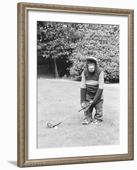 A Chimpanzee playing a round of golf-Staff-Framed Photographic Print