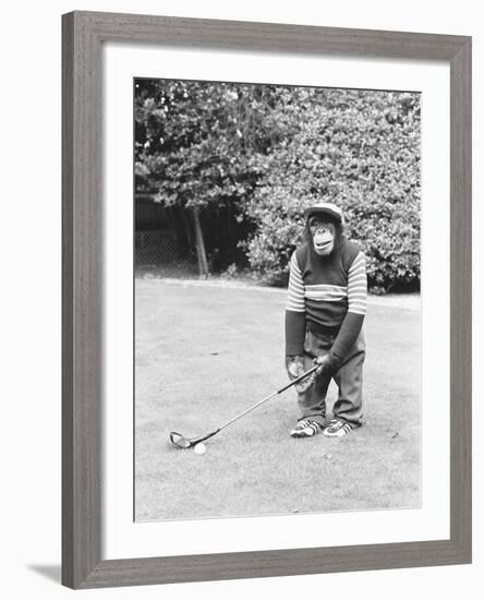 A Chimpanzee playing a round of golf-Staff-Framed Photographic Print