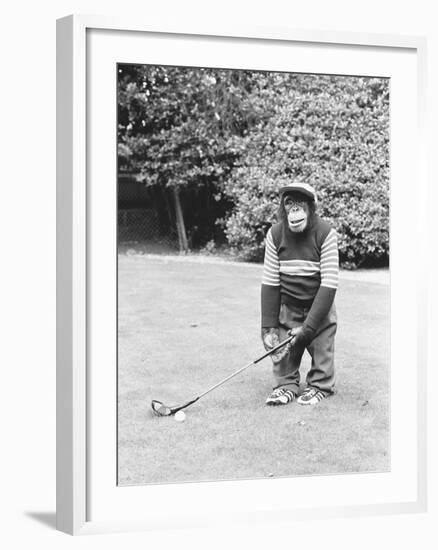 A Chimpanzee playing a round of golf-Staff-Framed Photographic Print