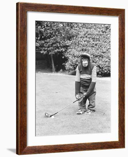 A Chimpanzee playing a round of golf-Staff-Framed Photographic Print