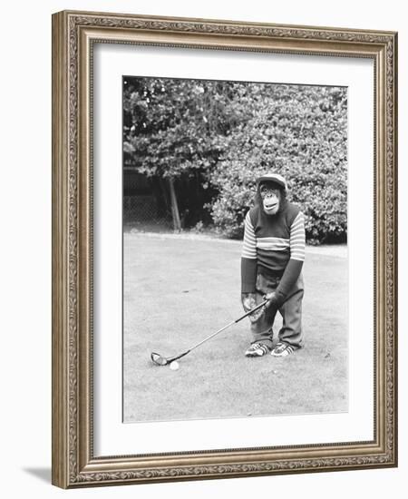 A Chimpanzee playing a round of golf-Staff-Framed Photographic Print