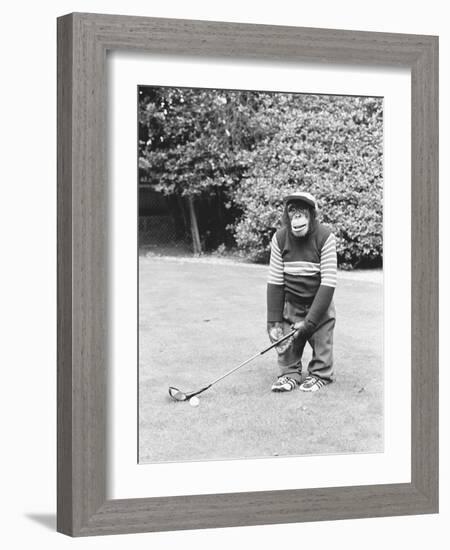 A Chimpanzee playing a round of golf-Staff-Framed Photographic Print