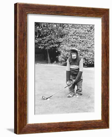 A Chimpanzee playing a round of golf-Staff-Framed Photographic Print