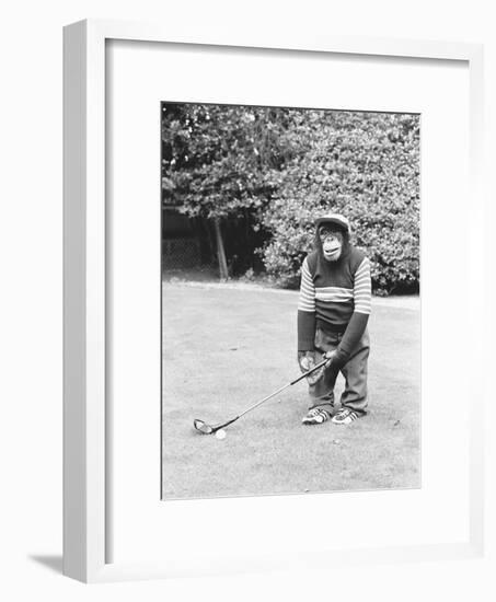 A Chimpanzee playing a round of golf-Staff-Framed Photographic Print