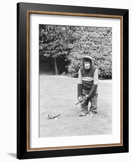 A Chimpanzee playing a round of golf-Staff-Framed Photographic Print