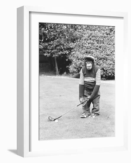 A Chimpanzee playing a round of golf-Staff-Framed Photographic Print