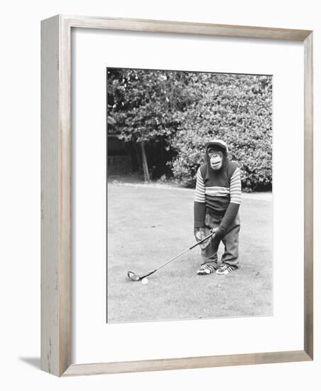 A Chimpanzee playing a round of golf-Staff-Framed Photographic Print