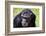 A chimpanzee with beautiful brown eyes.-Larry Richardson-Framed Photographic Print