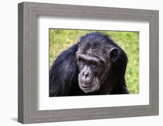 A chimpanzee with beautiful brown eyes.-Larry Richardson-Framed Photographic Print