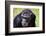 A chimpanzee with beautiful brown eyes.-Larry Richardson-Framed Photographic Print