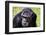 A chimpanzee with beautiful brown eyes.-Larry Richardson-Framed Photographic Print