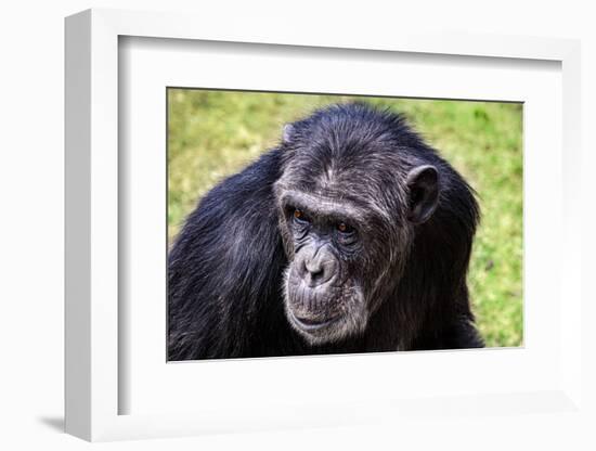 A chimpanzee with beautiful brown eyes.-Larry Richardson-Framed Photographic Print