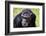 A chimpanzee with beautiful brown eyes.-Larry Richardson-Framed Photographic Print