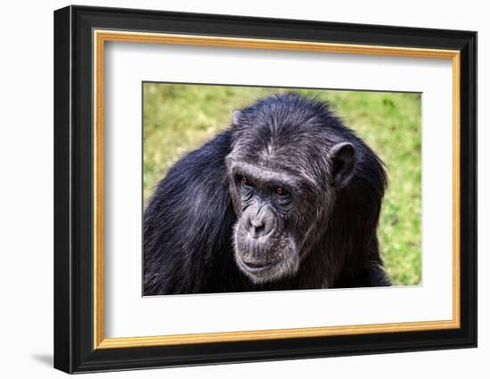 A chimpanzee with beautiful brown eyes.-Larry Richardson-Framed Photographic Print