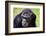 A chimpanzee with beautiful brown eyes.-Larry Richardson-Framed Photographic Print